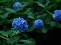 -常州古运河南大街文化旅游区-人民公园