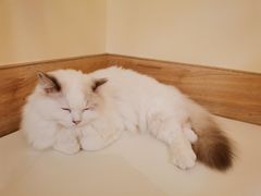 -滚猫咖啡·猫咖·猫友好撸猫(未来城店)