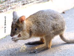 -费瑟代尔野生动物园