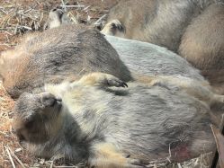 -Zoolung Zoolung动物主题公园(海信广场店)