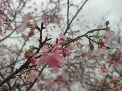 -天适樱花悠乐园