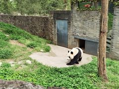 -都江堰中华大熊猫苑