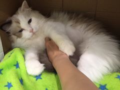 -凯特喵百思猫专科医院