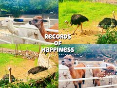 -沈阳森林动物园