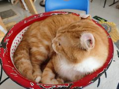 -平行世界·猫咖(首经贸店)