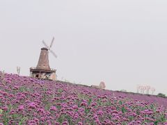 -大塘金香草谷