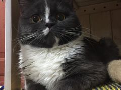 -爱宠屋pet shop·宠物洗澡·宠物美容