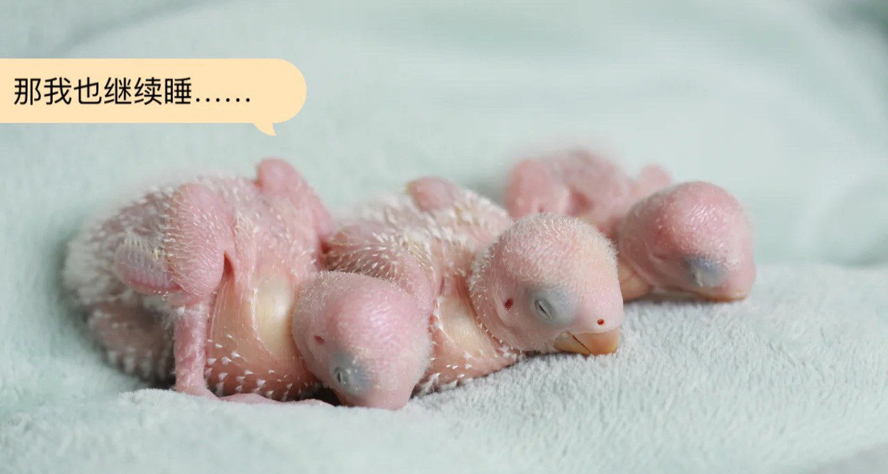 睡觉中滴鹦鹉小宝宝