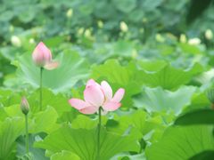 -成都市文化公园