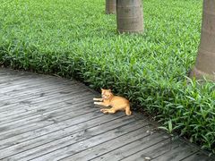 -顺峰山公园