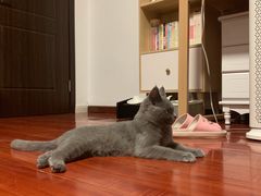 -猫大福·Fortune Cat猫舍(百子湾店)