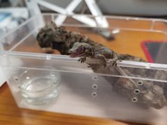 -酷以爬仙阁实体爬宠店·守宫·蜥蜴·专业繁育