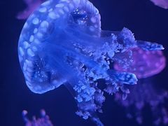-石家庄极地海洋世界