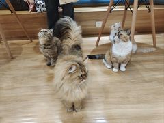 -滚猫咖啡·猫咖·猫友好撸猫(未来城店)