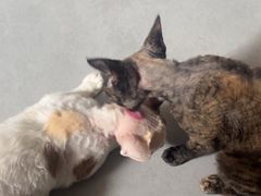 -琪喵猫屋·撸猫猫咖·猫舍