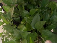 -手选潮汕鲜牛肉火锅(二七广场店)