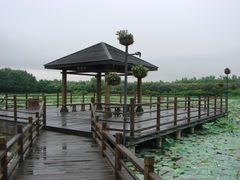 景点-大湾区中央湿地公园