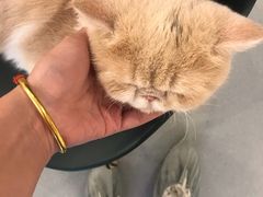 -飞行喵MR PILOT|猫舍·猫咖(静安大融城店)
