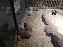 -酷嗒动物文化乐园(cutezoo西溪乐天城店)