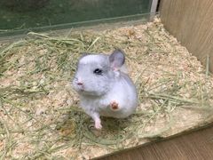 -藦茜花园宠物主题亲子互动体验馆(国顺东路店)