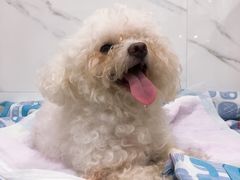 -伟伟宠物医院·CT影像中心·瑞派犬猫综合性门诊(汉口总院)