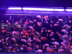 -华声天桥民俗文化园