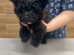 -爱侣宠医·鹦鹉专科·小型哺乳类·异宠专科(灵石路店)