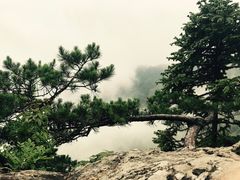 -天目山大树王景区
