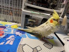 -青石桥花鸟鱼虫市场(叠翠城店)