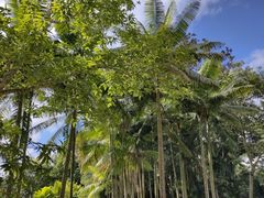 -中国科学院西双版纳热带植物园