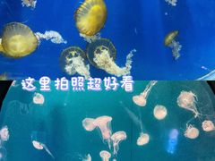 -烟台海昌鲸鲨海洋公园