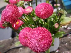 -自在弥林花园餐厅(云栖店)