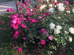 -人民公园(罗湖区)