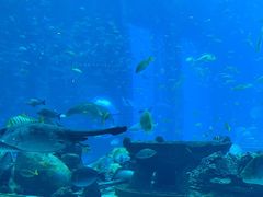 -亚特兰蒂斯•OSSIANO奥西亚诺海底餐厅