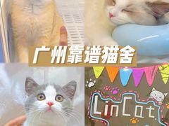 -lincat·猫舍(广州店)