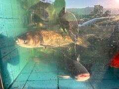 -东胜客河鲜店·西江河鲜·老字號渔家菜