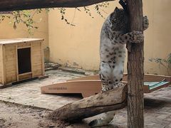 -青藏高原野生动物园