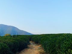 -龙坞茶村