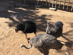 -西霞口神雕山野生动物世界