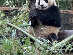 -都江堰中华大熊猫苑