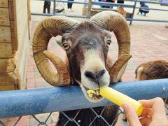 -长白岛森林公园