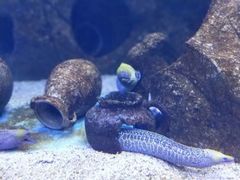 -芜湖新华联大白鲸海洋公园