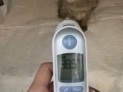 -御宝贝·A梦猫科宠物医院(国际猫友好医院)