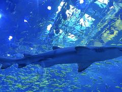 -上海海昌海洋公园