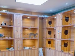 -猫十亿·布偶金渐层·曼基康矮脚猫舍(青年路店)