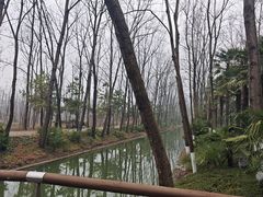 -合肥滨湖国家森林公园