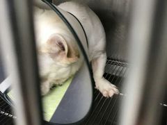 -创凡宠物医院·骨专科  猫科中心(西乡分院)