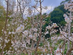 -广州市白云山风景名胜区