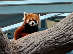 -石家庄市动物园