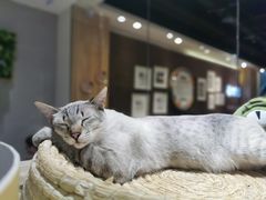 -藏猫猫咖啡主题馆(中央大道店)